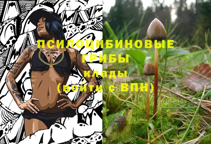 Псилоцибиновые грибы Psilocybe  Аша 